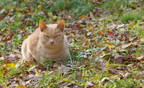 Portrait of a cat lying on field