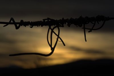 Close-up of silhouette plant against sky during sunset