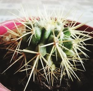 High angle view of cactus flower