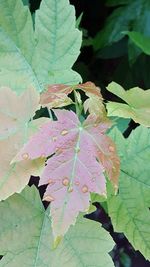 Close-up of leaves on plant