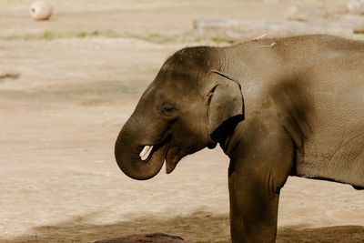 Side view of elephant on field