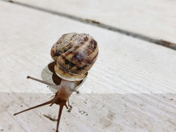 Close-up of snail on wood