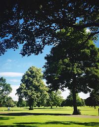 Trees in park