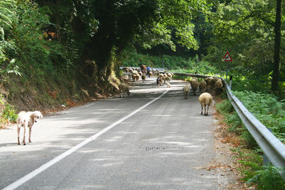 View of horse cart on road