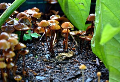 Mushrooms growing on field