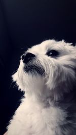 Close-up of a dog looking away