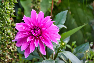 Close-up of pink flowering plant