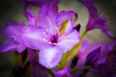 Close-up of purple flowering plant