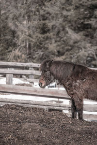 Side view of a horse on field
