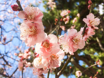 Close-up of pink plum