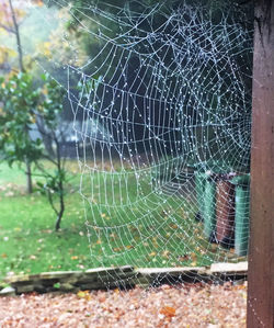 Close-up of spider on web