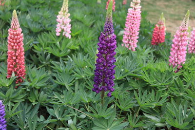 Close-up of pink flowering plants