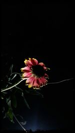 Close-up of pink flower