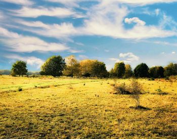 Trees on field against sky