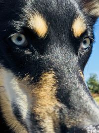 Close-up portrait of a dog