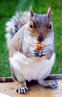 Close-up of squirrel