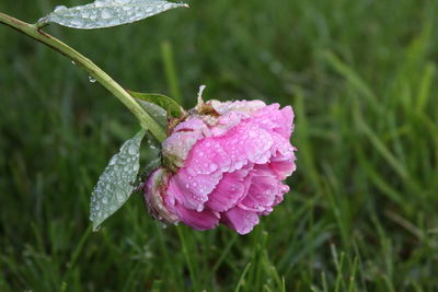 Close-up of wet pink flower