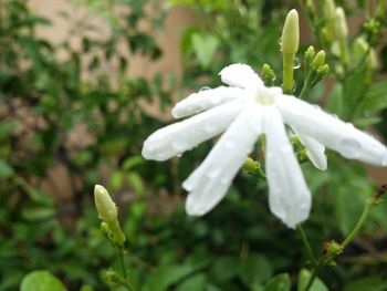 Close-up of white flower blooming outdoors