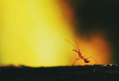 Close-up of ant on field against sky during sunset