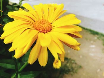 Close-up of yellow flower