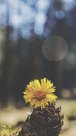 Close-up of yellow flowering plant