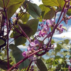 Low angle view of flowers blooming on tree