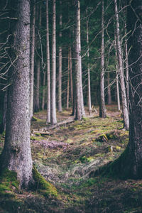 Trees in forest