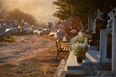 Potted plants in cemetery