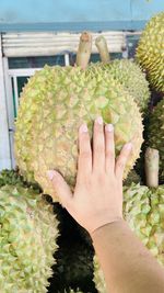 Cropped hand holding pineapple