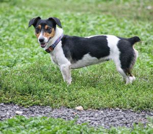 Portrait of dog standing on land