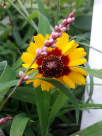 Close-up of yellow flower