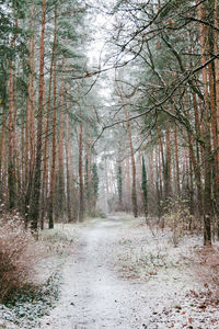 Dirt road passing through forest