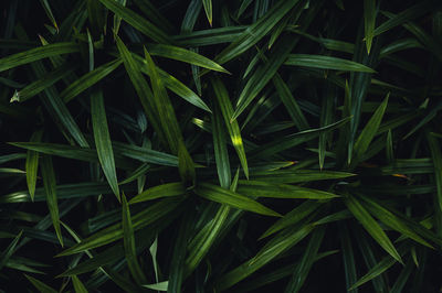 Full frame shot of grass