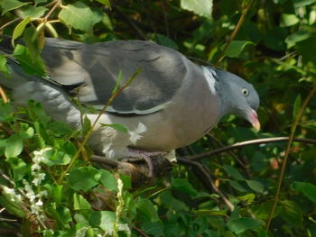 Close-up of bird perching on a plant