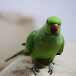 Close-up of parrot perching on table