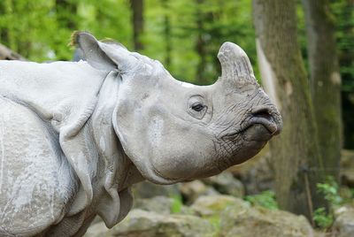 Close-up of a rhino on land