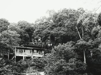 Plants growing on tree trunk
