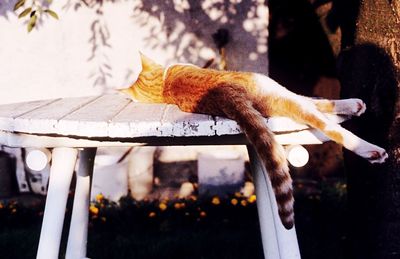 Cat on table