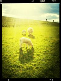 Sheep grazing on field