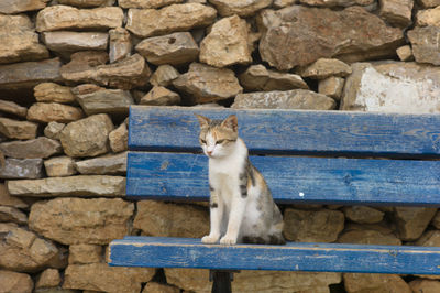 Cat sitting on stone wall