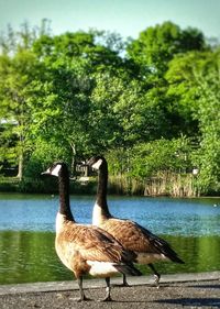 View of a bird on lake against trees