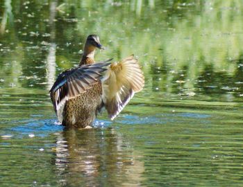 Birds in calm water