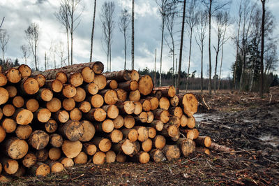 Stack of logs on field in forest