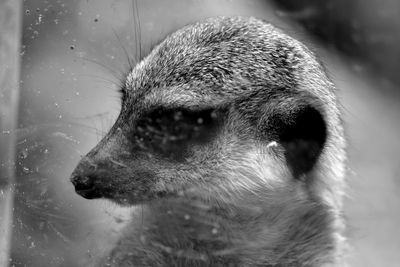 Close-up of meerkat