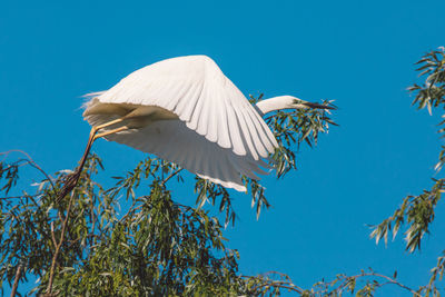 Low angle view of bird flying against blue sky