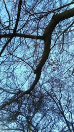Low angle view of bare tree against sky