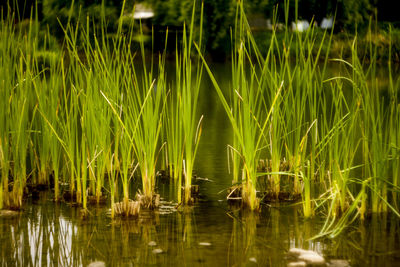 Reflection of plants in lake