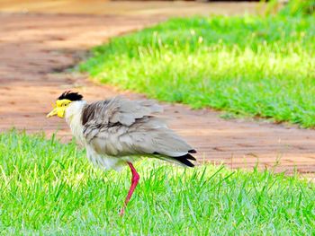 Side view of bird on grass