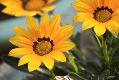 Close-up of yellow flowering plant