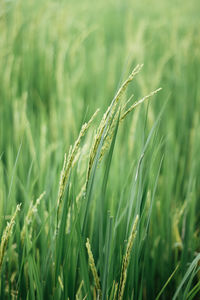 Close-up of stalks in field